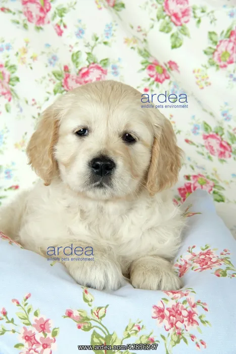 : Dog. Golden Retriever puppy (6 weeks) lying on floral clot : Dog. Golden Retriever puppy (6 weeks) lying on floral clot