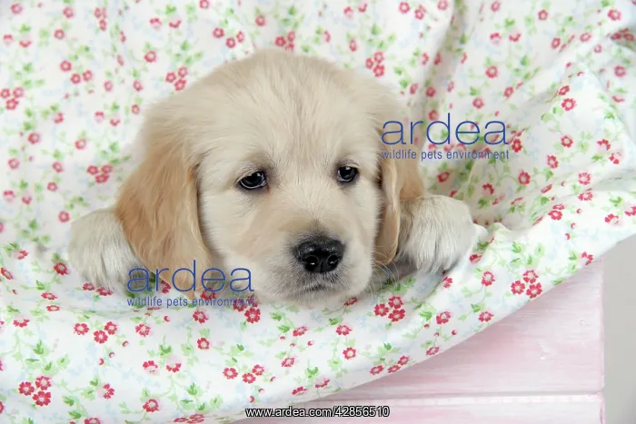 : Dog. Golden Retriever puppy (6 weeks) with paws : Dog. Golden Retriever puppy (6 weeks) with paws