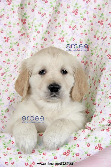 : Dog. Golden Retriever puppy (6 weeks) with paws : Dog. Golden Retriever puppy (6 weeks) with paws