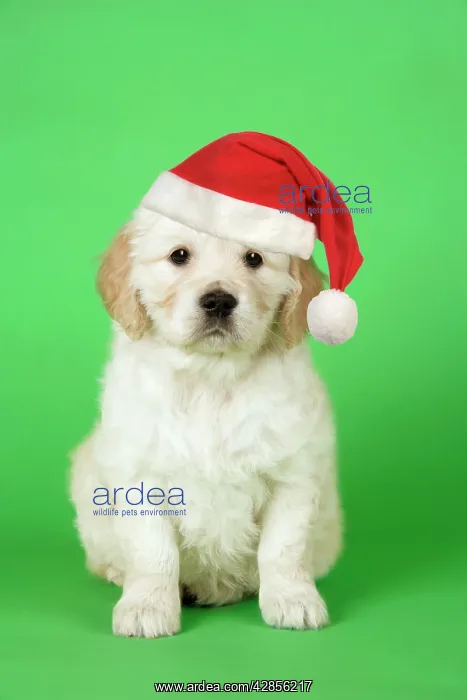 : Dog. Golden Retriever puppy (6 weeks) sitting down : Dog. Golden Retriever puppy (6 weeks) sitting down