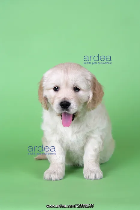 : Dog. Golden Retriever puppy (6 weeks) sitting down : Dog. Golden Retriever puppy (6 weeks) sitting down