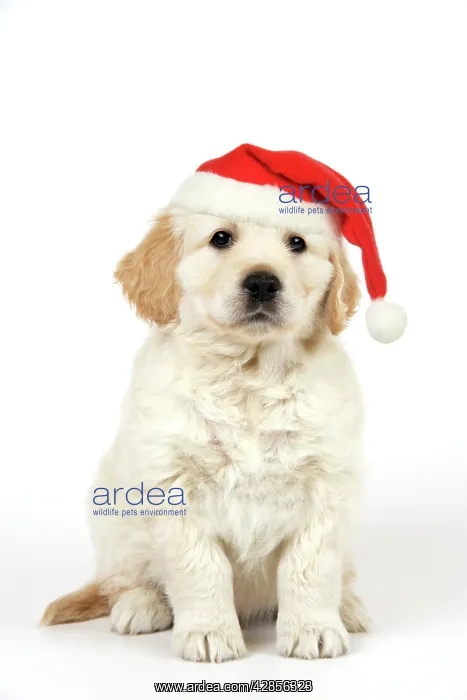 : Dog. Golden Retriever puppy (6 weeks) sitting down : Dog. Golden Retriever puppy (6 weeks) sitting down