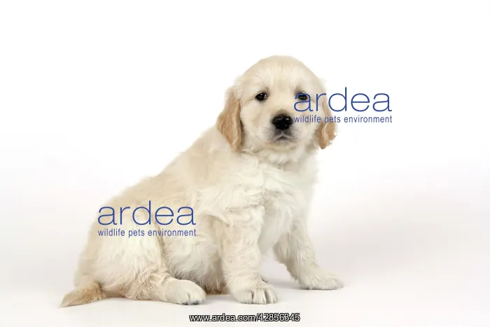 : Dog. Golden Retriever puppy (6 weeks) sitting down : Dog. Golden Retriever puppy (6 weeks) sitting down