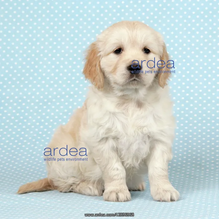: Dog. Golden Retriever puppy (6 weeks) sitting down : Dog. Golden Retriever puppy (6 weeks) sitting down