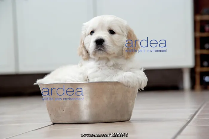 : Dog. Golden Retriever puppy (6 weeks) sitting in : Dog. Golden Retriever puppy (6 weeks) sitting in