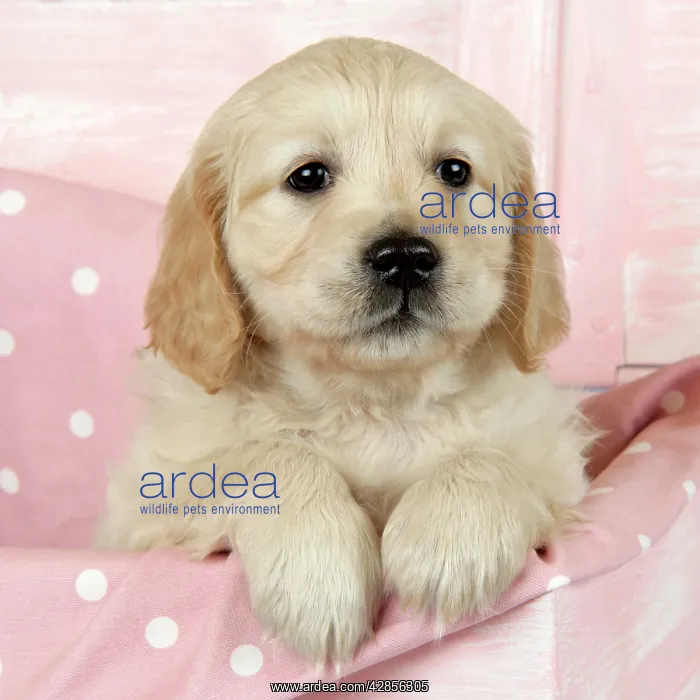 : Dog. Golden Retriever puppy (6 weeks) sitting in pink box : Dog. Golden Retriever puppy (6 weeks) sitting in pink box