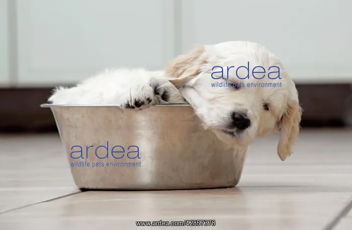 : Dog. Golden Retriever puppy (6 weeks) sleeping in dog bowl : Dog. Golden Retriever puppy (6 weeks) sleeping in dog bowl