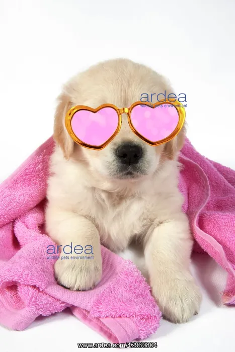 : DOG - Golden Retriever puppy 7 weeks old - lying down - with : DOG - Golden Retriever puppy 7 weeks old - lying down - with