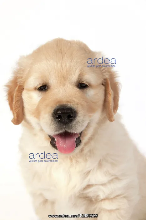 : DOG - Golden Retriever puppy 7 weeks old - sitting - head an