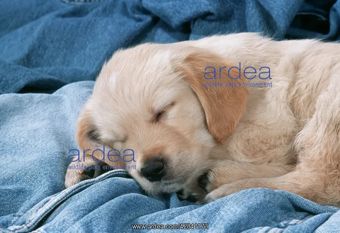 : DOG - Golden Retriever puppy asleep on denim jeans : DOG - Golden Retriever puppy asleep on denim jeans