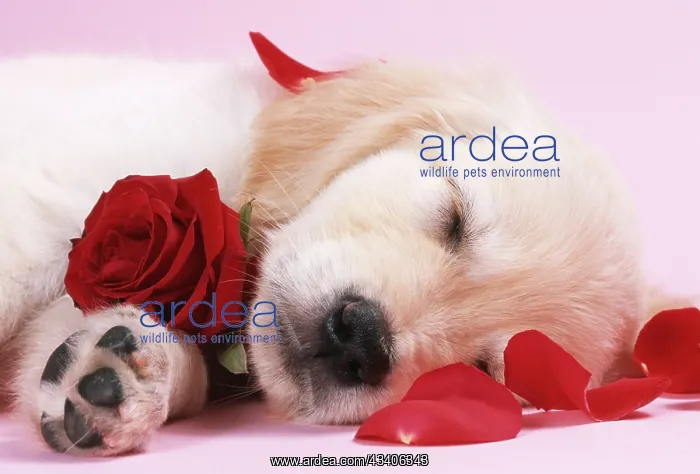 : DOG - Golden Retriever puppy asleep amongst rose petals : DOG - Golden Retriever puppy asleep amongst rose petals