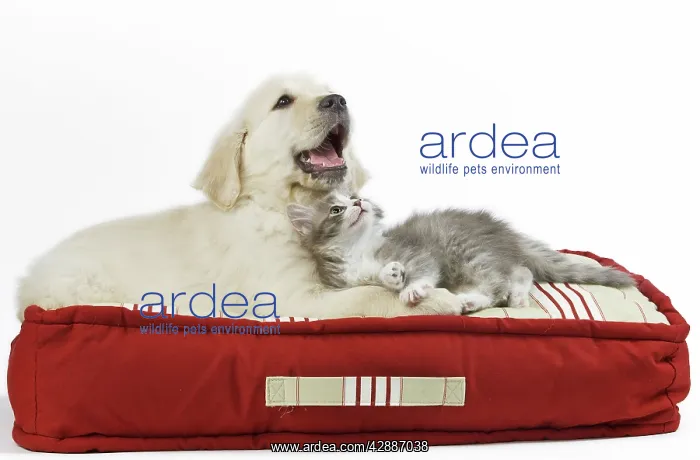 : Dog - Golden Retriever puppy on bed with kitten : Dog - Golden Retriever puppy on bed with kitten