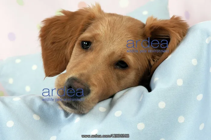 : DOG - Golden retriever puppy on blankets (13 weeks) : DOG - Golden retriever puppy on blankets (13 weeks)
