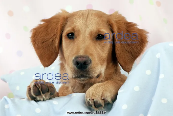  : DOG - Golden retriever puppy on blankets (13 weeks)