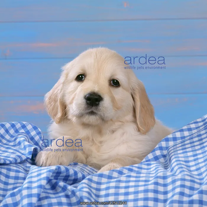 : DOG - Golden Retriever puppy on blue gingham : DOG - Golden Retriever puppy on blue gingham