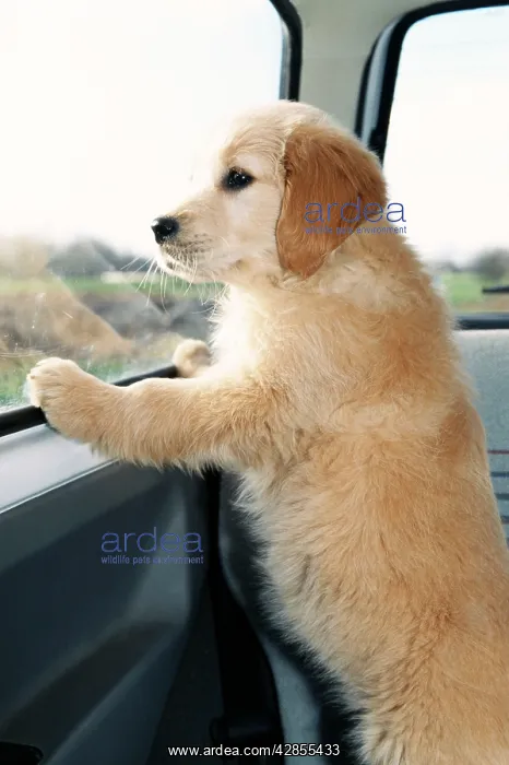  : DOG - GOLDEN RETRIEVER puppy in car