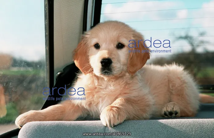 : Dog - Golden Retriever puppy in the back of a car : Dog - Golden Retriever puppy in the back of a car