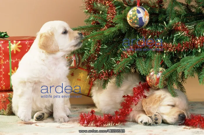 : Dog - Golden Retriever puppy under Chirstmas tree : Dog - Golden Retriever puppy under Chirstmas tree