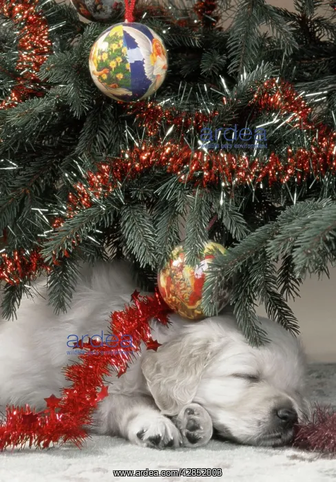 : Dog - Golden Retriever puppy under Chirstmas tree : Dog - Golden Retriever puppy under Chirstmas tree