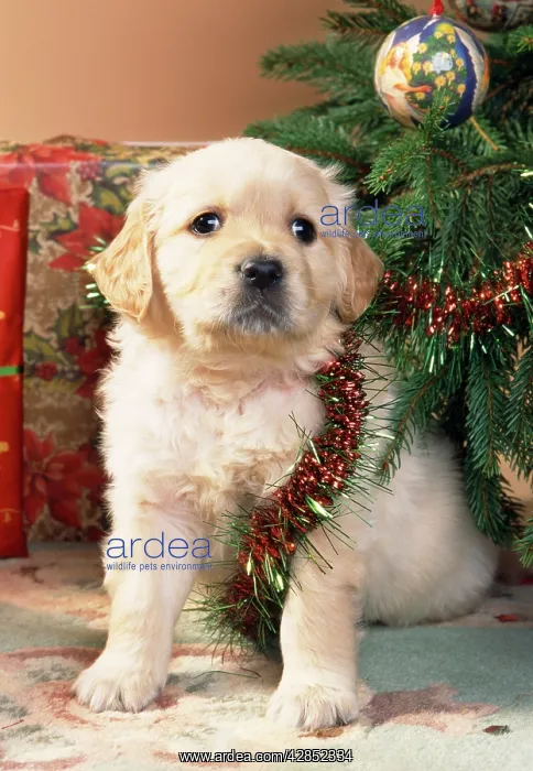 : Dog - Golden Retriever puppy under Chirstmas tree : Dog - Golden Retriever puppy under Chirstmas tree