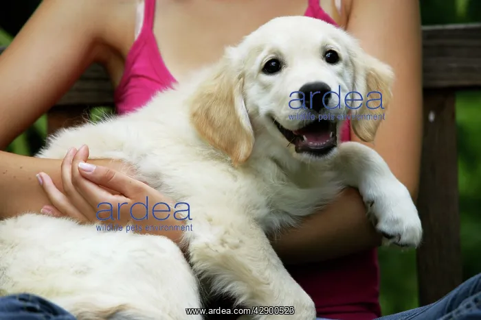 : Dog - Golden Retriever puppy being cuddled by girl : Dog - Golden Retriever puppy being cuddled by girl