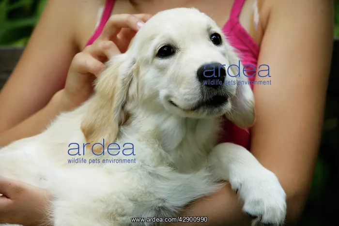 : Dog - Golden Retriever puppy being cuddled by girl : Dog - Golden Retriever puppy being cuddled by girl