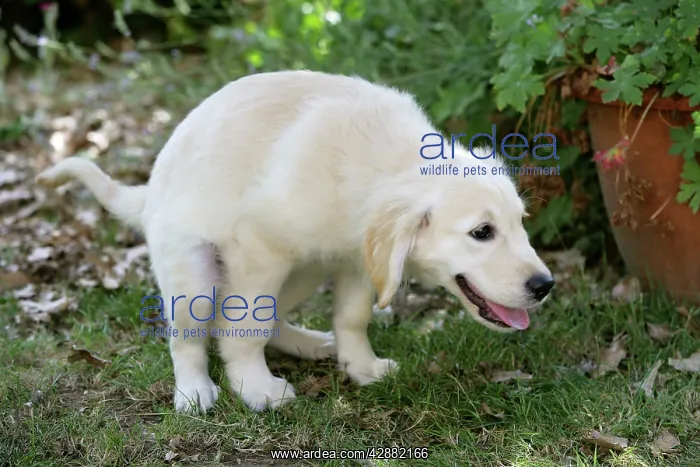  : Dog - Golden Retriever puppy - defecating