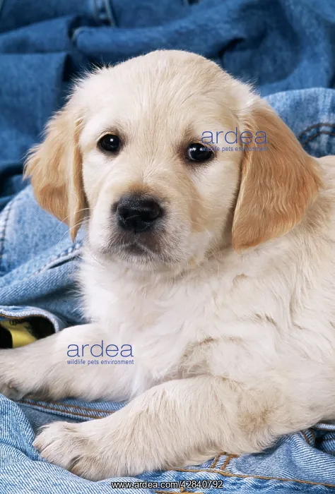 : DOG - Golden Retriever puppy on denim jeans : DOG - Golden Retriever puppy on denim jeans