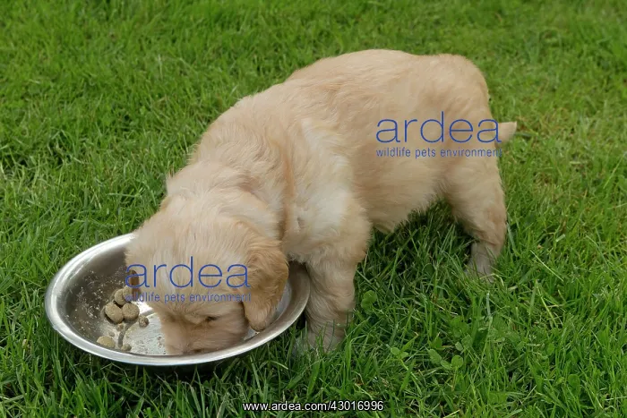  : Dog - Golden Retriever puppy feeding