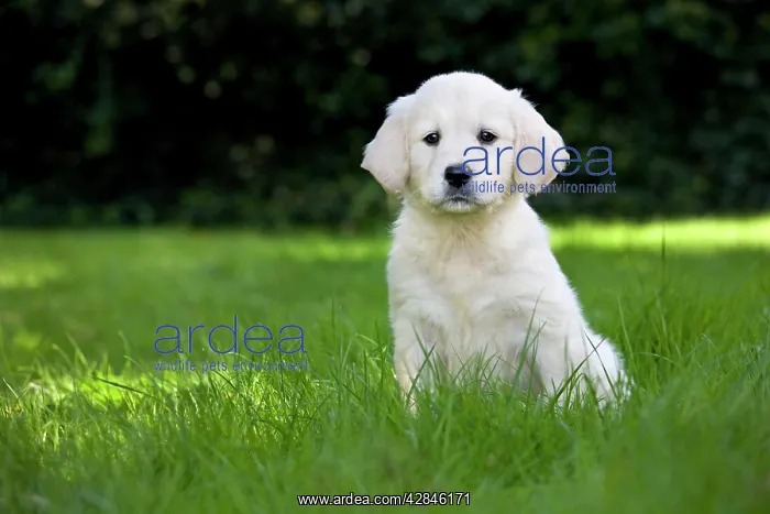  : Dog - Golden Retriever - puppy in garden