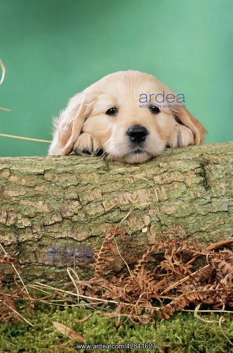 : DOG - Golden retriever puppy with head on log : DOG - Golden retriever puppy with head on log