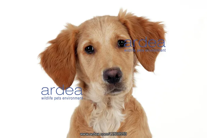 : DOG - Golden retriever puppy (head shot) (13 weeks) : DOG - Golden retriever puppy (head shot) (13 weeks)