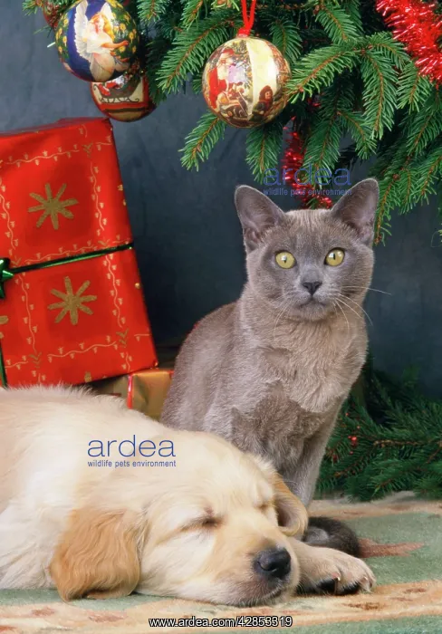 : Dog - Golden Retriever puppy & kitten : Dog - Golden Retriever puppy & kitten