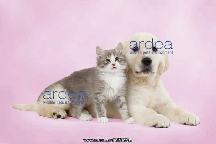  : Dog - Golden retriever puppy with kitten