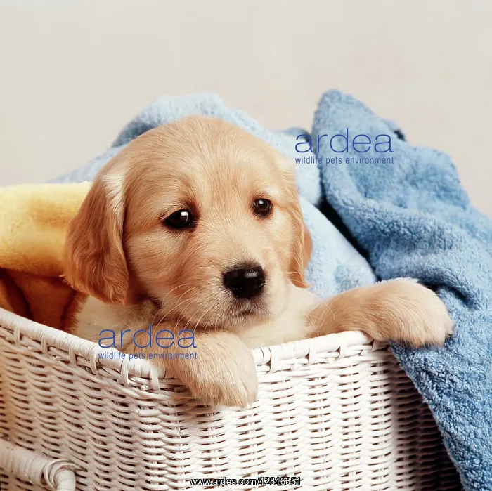 : Dog - Golden Retriever - puppy in laundry basket : Dog - Golden Retriever - puppy in laundry basket