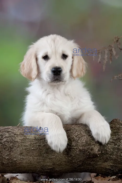 : Dog - Golden Retriever - puppy leaning over tree trunk : Dog - Golden Retriever - puppy leaning over tree trunk