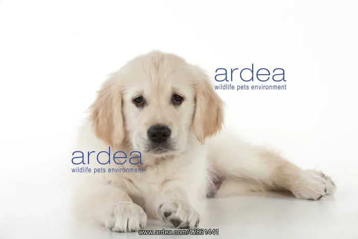  : Dog - Golden Retriever - puppy lying down
