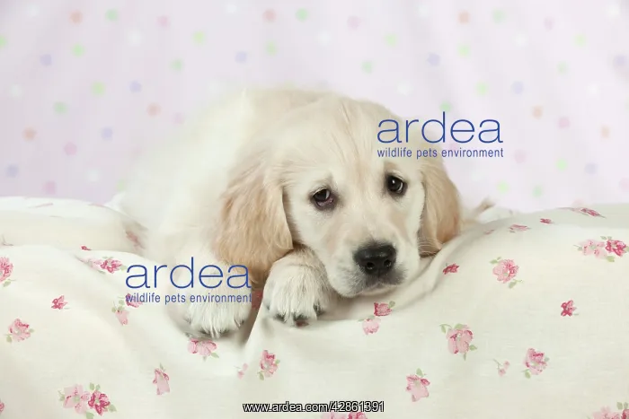 : Dog - Golden Retriever - puppy lying down on bed : Dog - Golden Retriever - puppy lying down on bed
