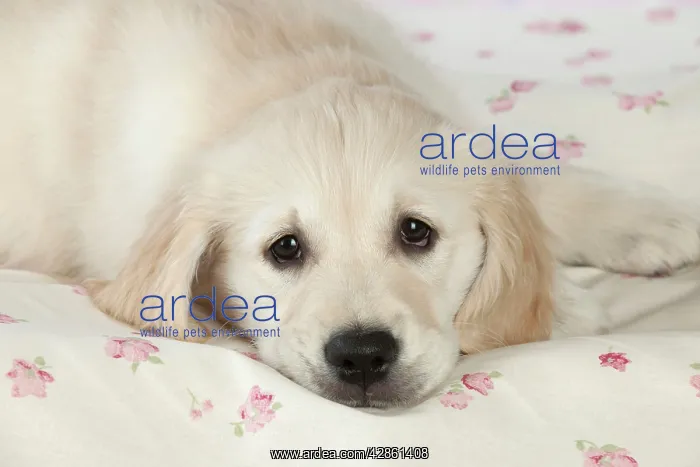 : Dog - Golden Retriever - puppy lying down on bed : Dog - Golden Retriever - puppy lying down on bed