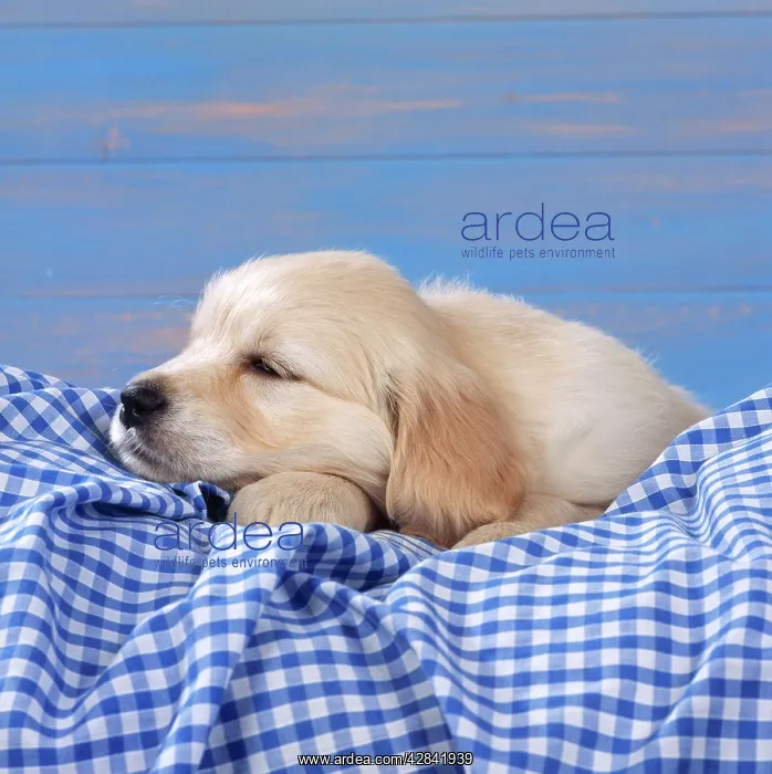 : DOG - Golden Retriever Puppy lying down on blue gingham : DOG - Golden Retriever Puppy lying down on blue gingham