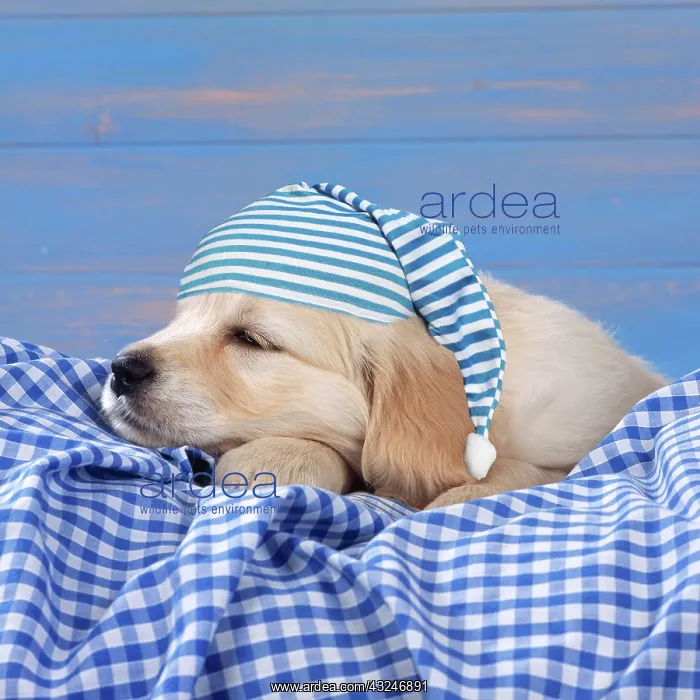 : DOG - Golden Retriever Puppy lying down on blue gingham wear : DOG - Golden Retriever Puppy lying down on blue gingham wear