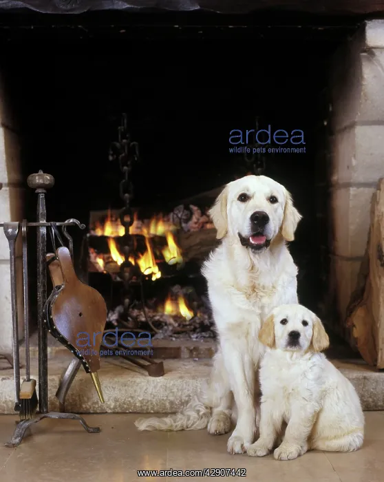  : Dog - Golden Retriever and puppy by open fire