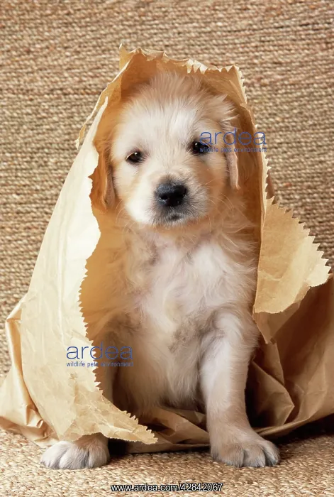 : DOG - Golden retriever puppy in paper bag : DOG - Golden retriever puppy in paper bag