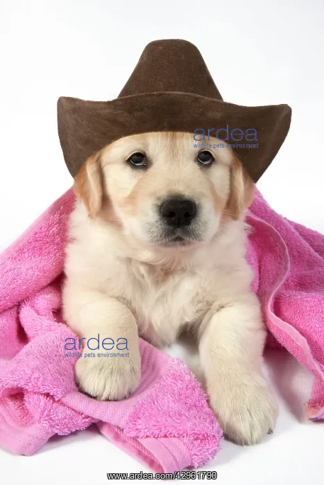 : DOG - Golden Retriever puppy with pink towel draped over bac : DOG - Golden Retriever puppy with pink towel draped over bac
