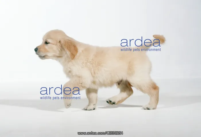  : DOG - Golden RETRIEVER puppy, side profile