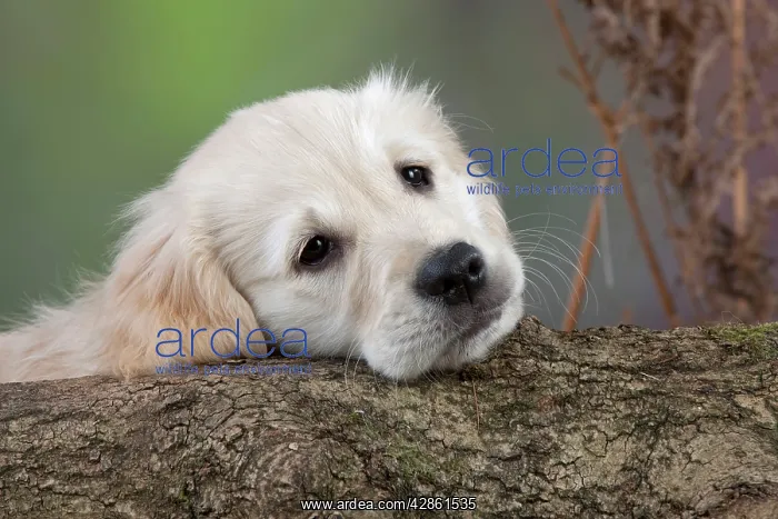 : Dog - Golden Retriever - puppy resting head on tree trunk : Dog - Golden Retriever - puppy resting head on tree trunk