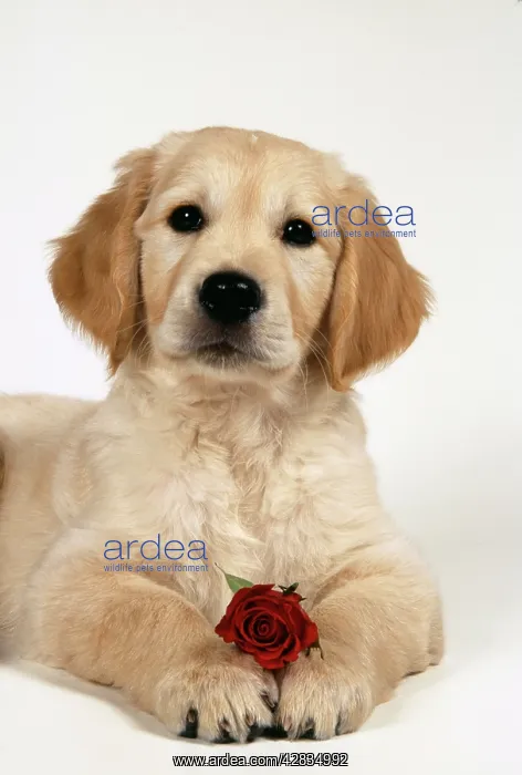 : DOG - Golden Retriever puppy with rose : DOG - Golden Retriever puppy with rose
