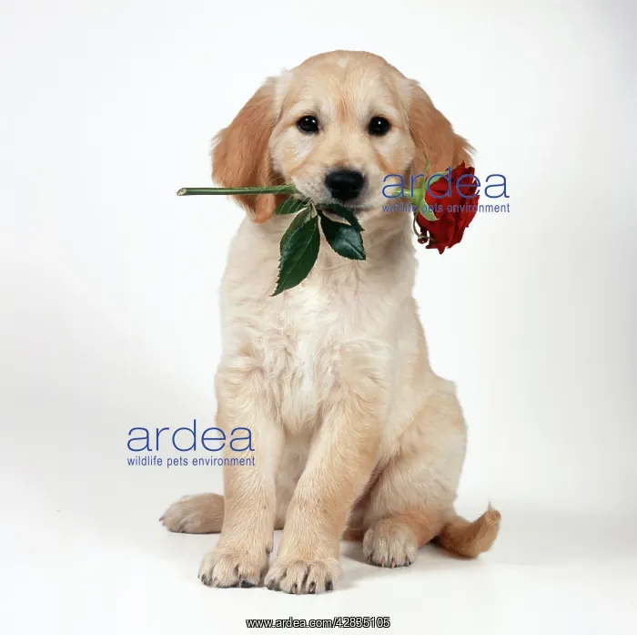 : DOG - Golden Retriever puppy with rose in mouth : DOG - Golden Retriever puppy with rose in mouth