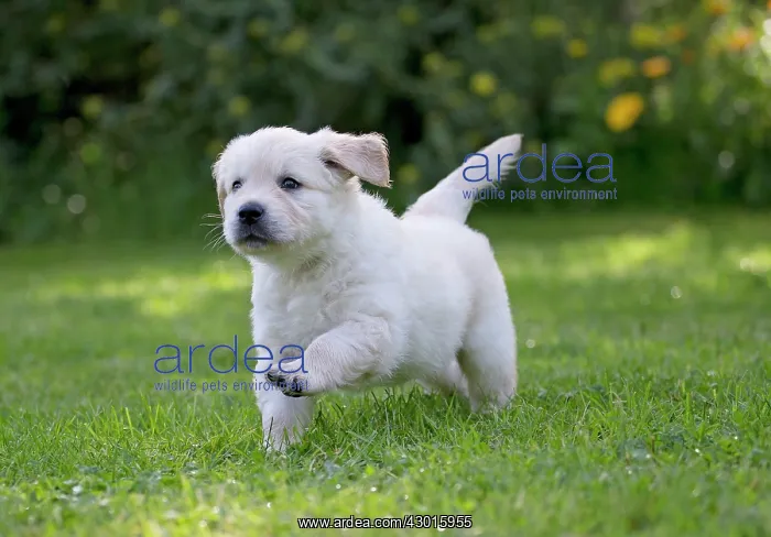  : Dog - Golden Retriever puppy running