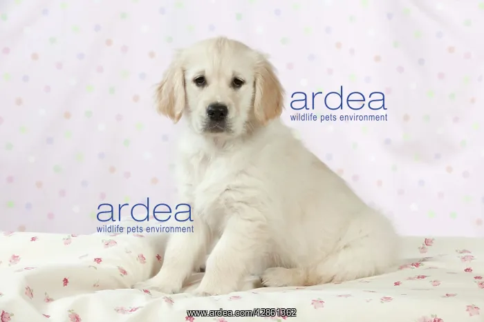 : Dog - Golden Retriever - puppy sitting down on bed : Dog - Golden Retriever - puppy sitting down on bed